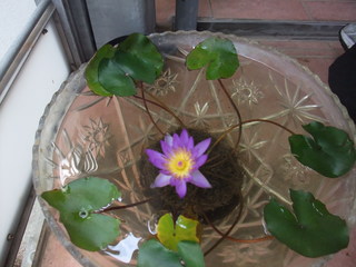 DSCF2526.JPG