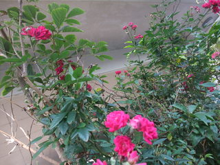 DSCF2621.JPG
